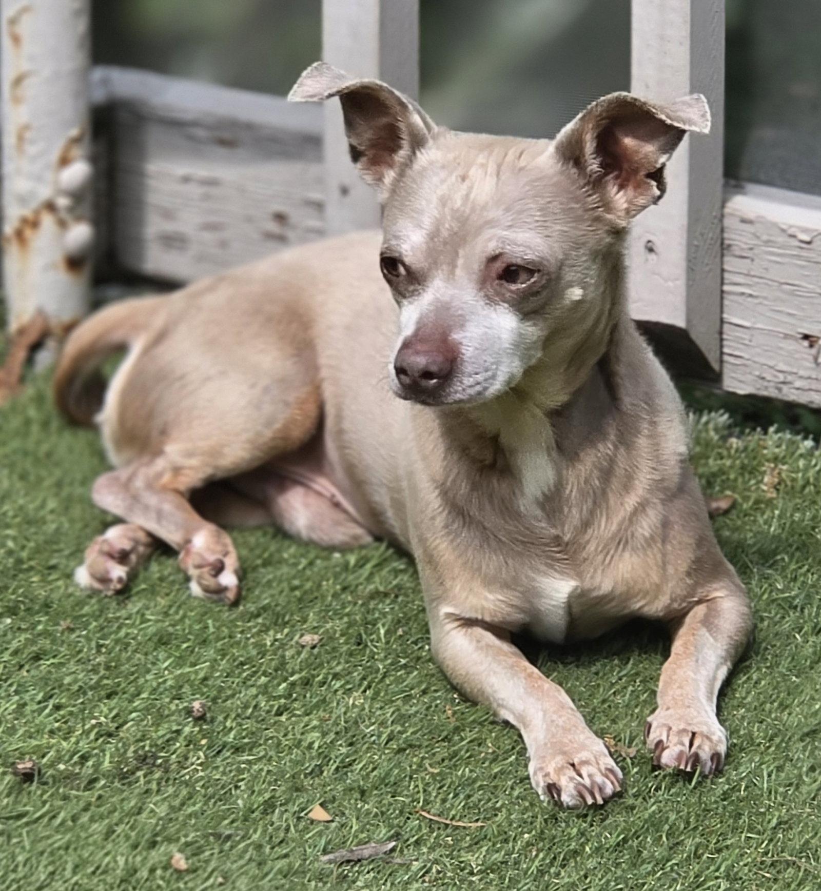 Yoshie, a Adopted Chihuahua in Alpharetta, GA image 2/3