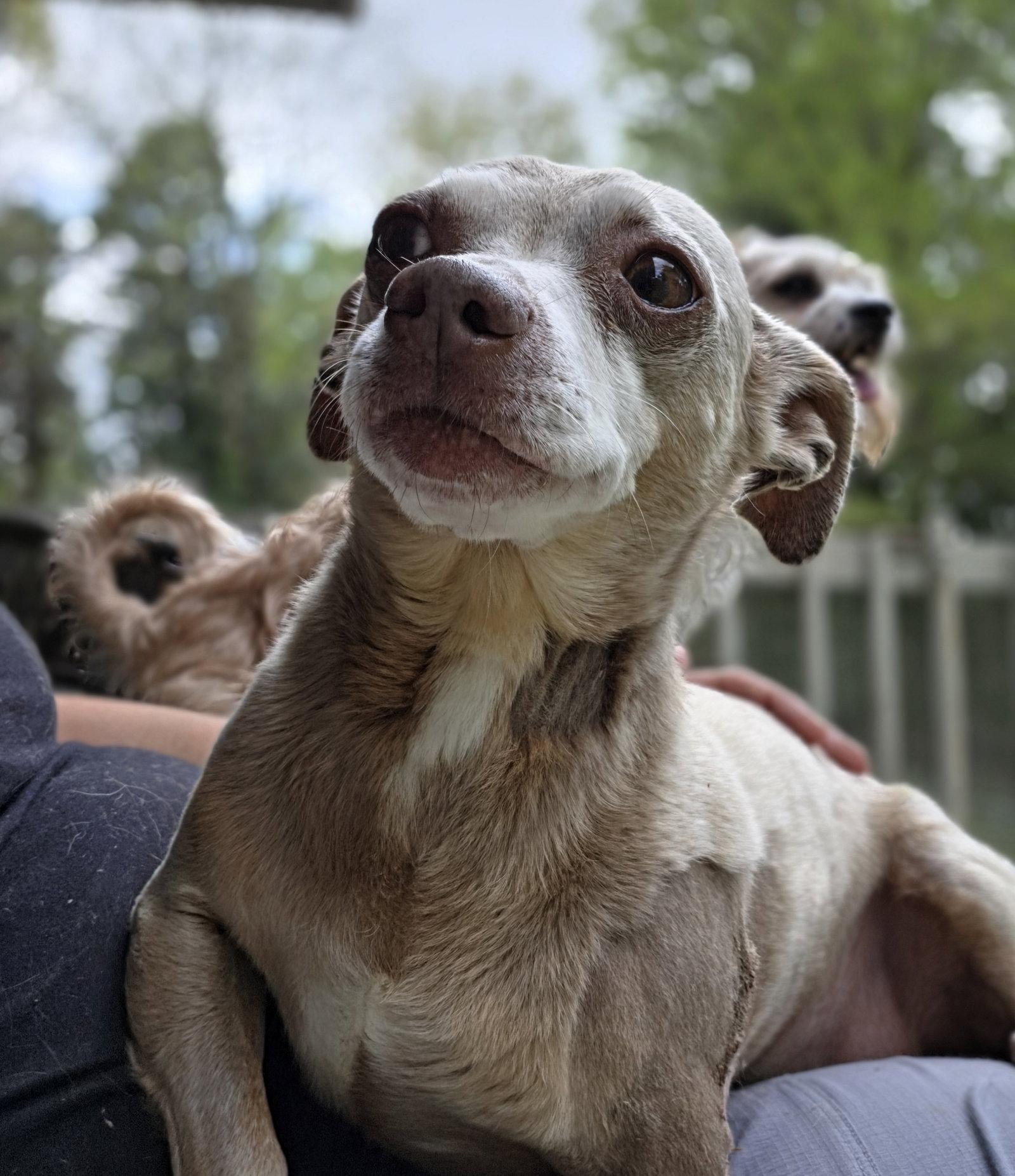 Yoshie, a Adopted Chihuahua in Alpharetta, GA image 3/3