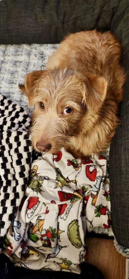 Whisper, Adoptable, Young Female Terrier.