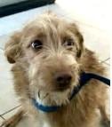 Enlarge Whisper, a Adoptable mixed breed in West Bloomfield, MI image 3/6