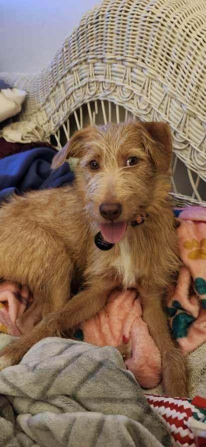 Enlarge Whisper, a Adoptable mixed breed in West Bloomfield, MI image 4/6