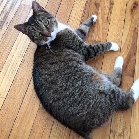 Janey, a Adoptable Domestic Short Hair in Middle Village, NY image 2/4