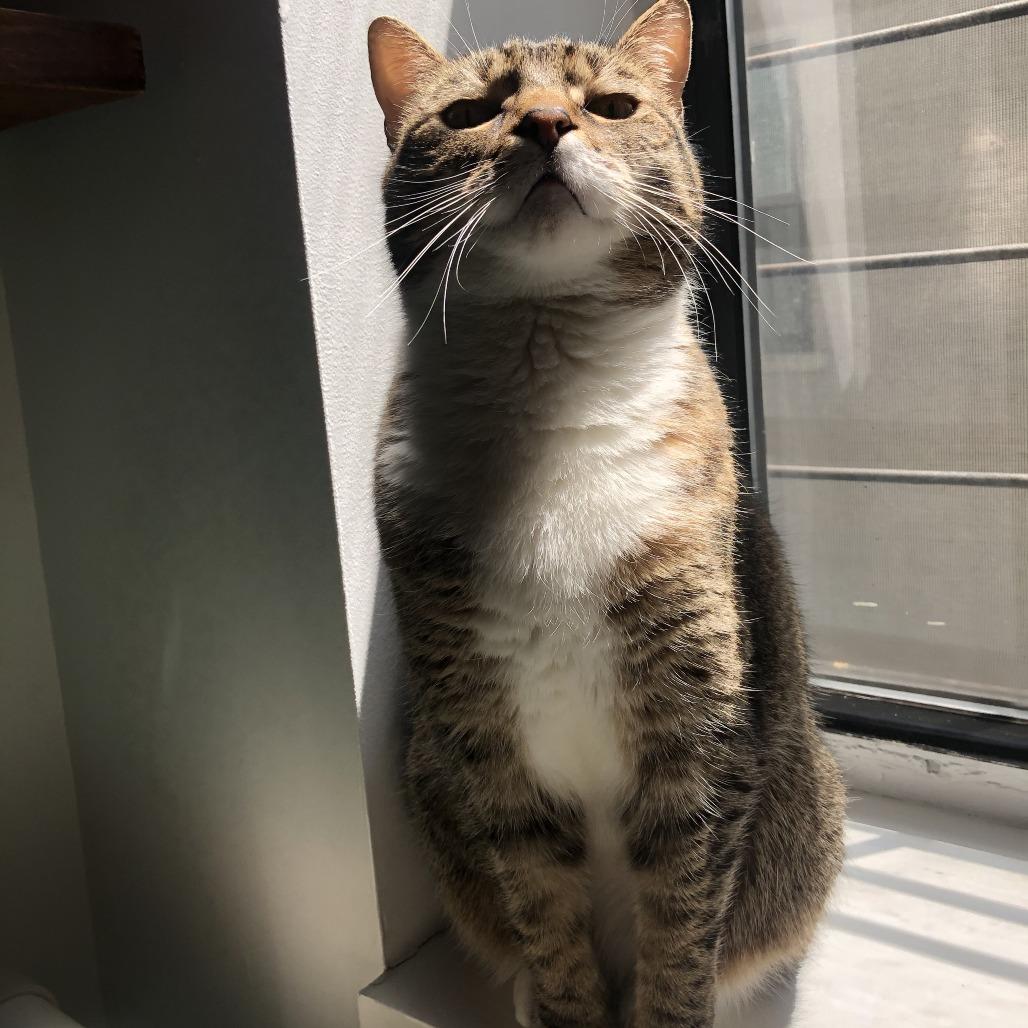 Janey, a Adoptable Domestic Short Hair in Middle Village, NY image 3/4