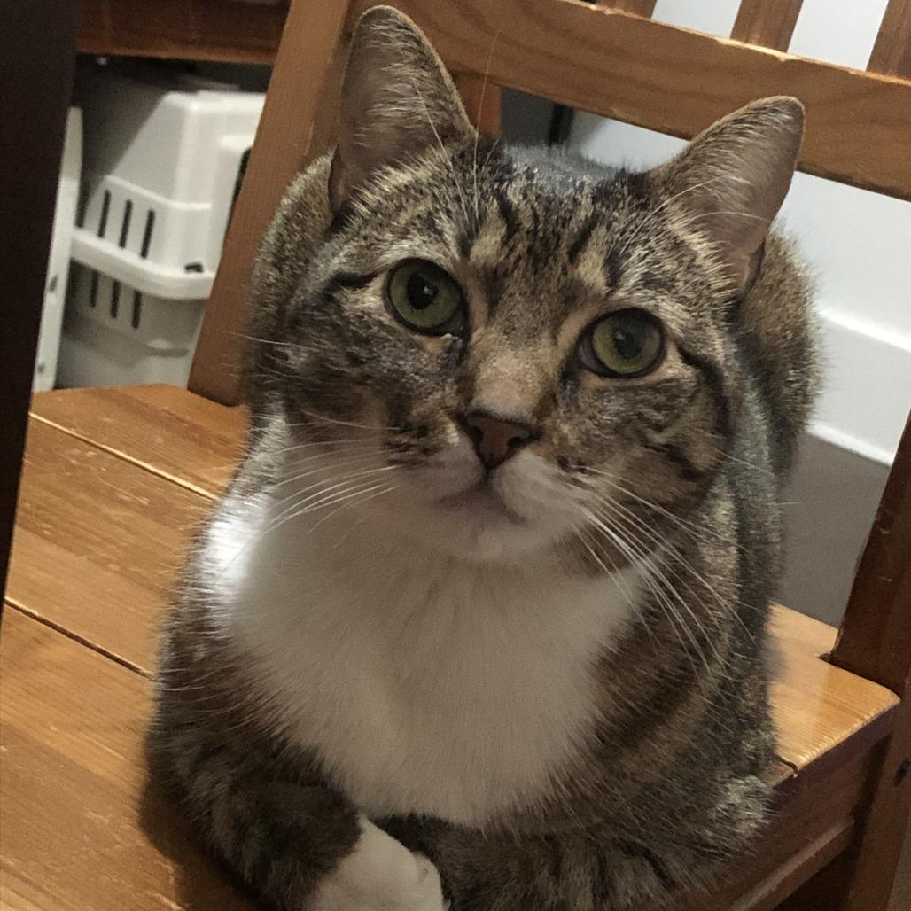 Janey, a Adoptable Domestic Short Hair in Middle Village, NY image 4/4