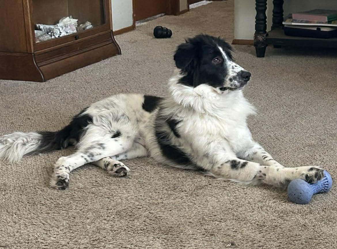 Raine, Adoptable, Adult Female Border Collie.