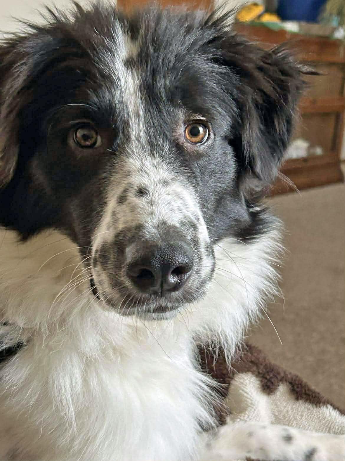 Enlarge Raine, a Adoptable Border Collie in Columbia, MO image 2/3