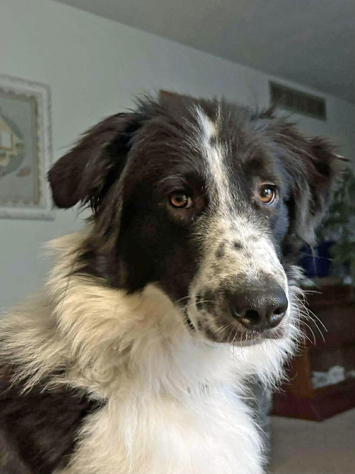 Enlarge Raine, a Adoptable Border Collie in Columbia, MO image 3/3