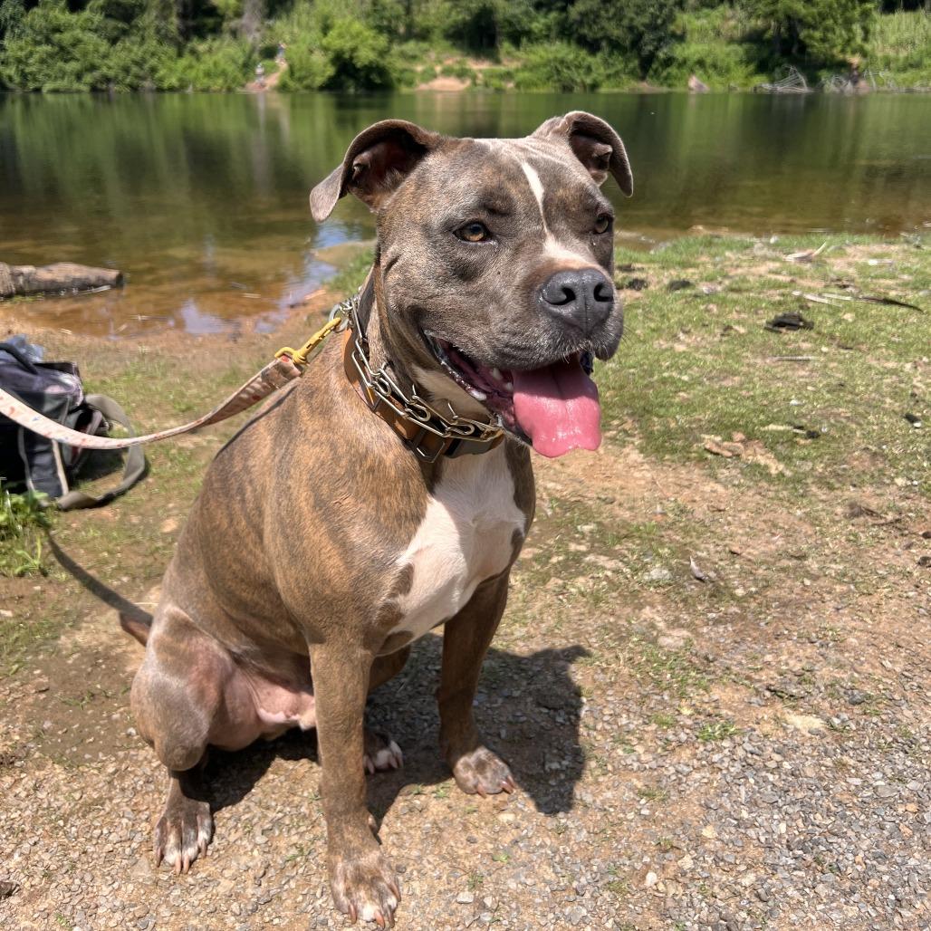 Nikko — thumbnail 2