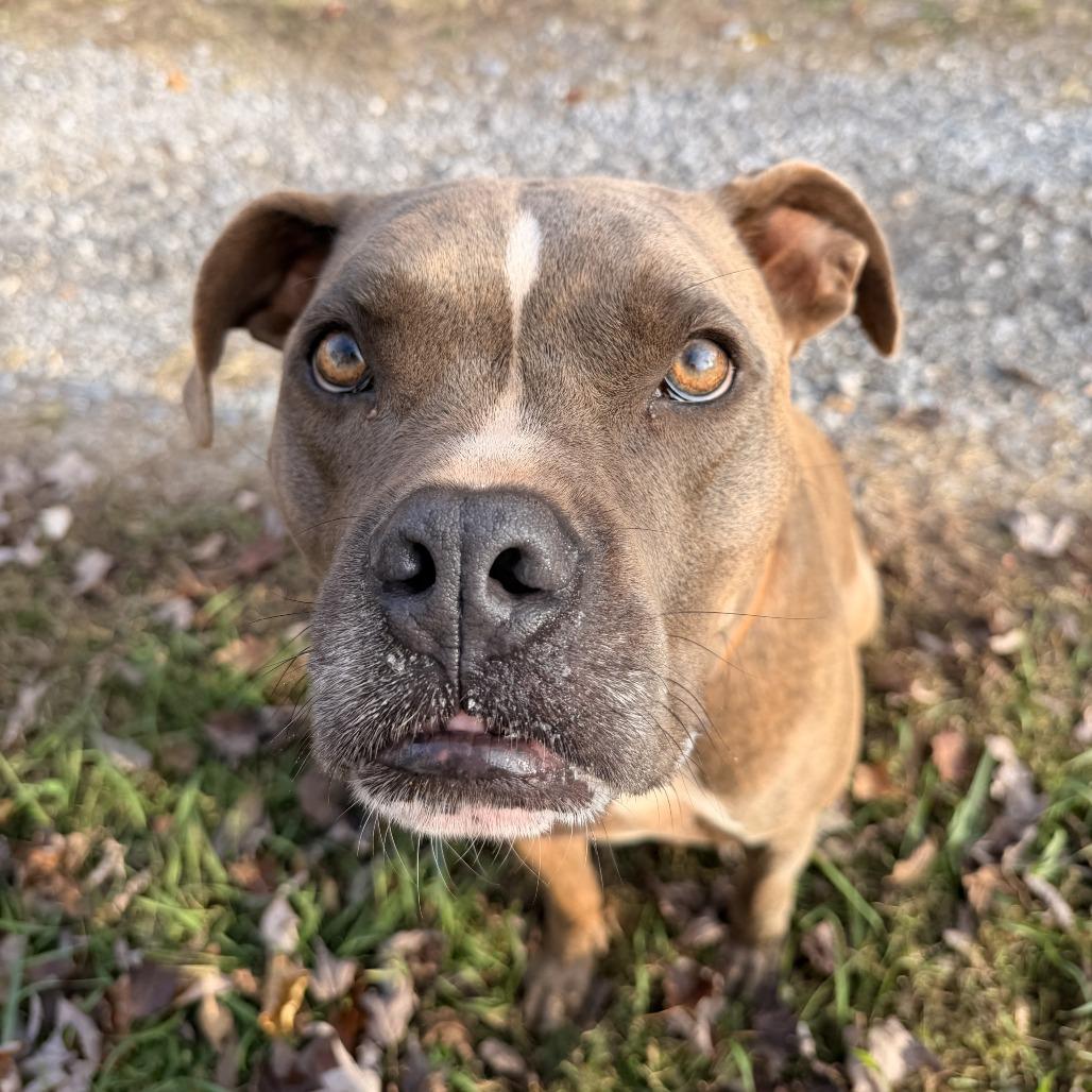 Nikko — thumbnail 3