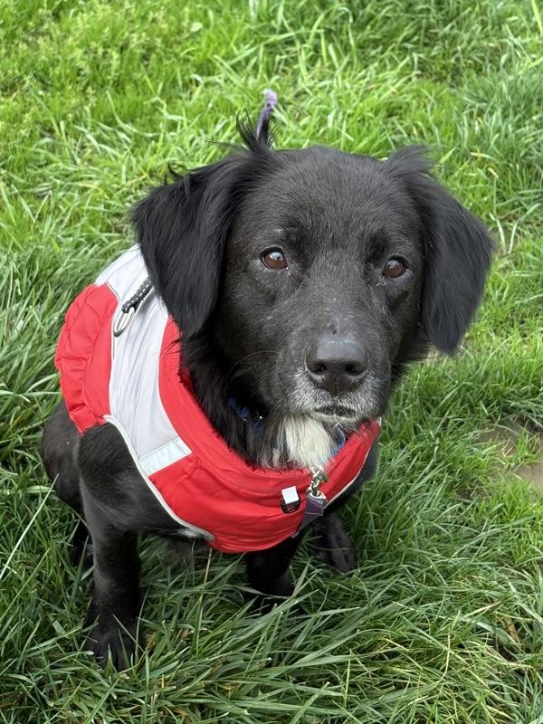 Bagel, Adoptable, Adult Female Border Collie.