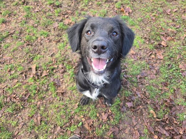 Enlarge Bagel, a Adoptable mixed breed in Vancouver, WA image 1/6