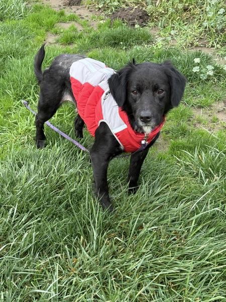 Enlarge Bagel, a Adoptable mixed breed in Vancouver, WA image 2/6
