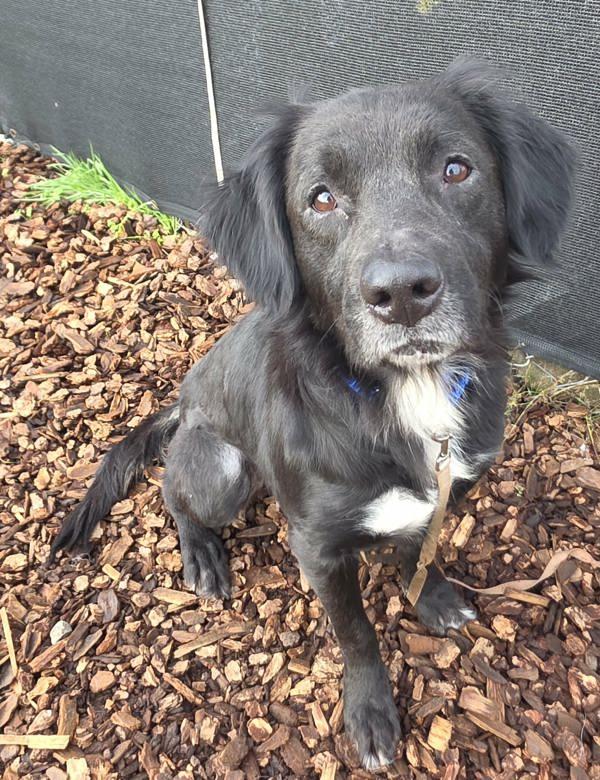 Enlarge Bagel, a Adoptable mixed breed in Vancouver, WA image 3/6