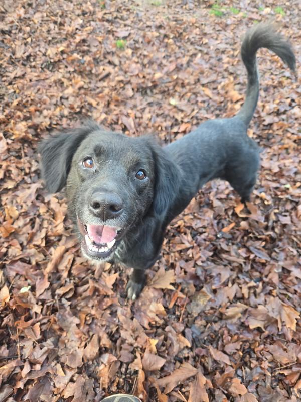 Enlarge Bagel, a Adoptable mixed breed in Vancouver, WA image 2/6
