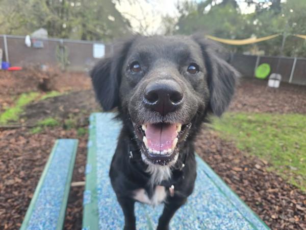 Enlarge Bagel, a Adoptable mixed breed in Vancouver, WA image 3/6