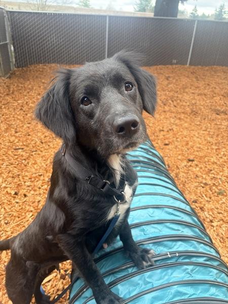 Enlarge Bagel, a Adoptable mixed breed in Vancouver, WA image 4/6