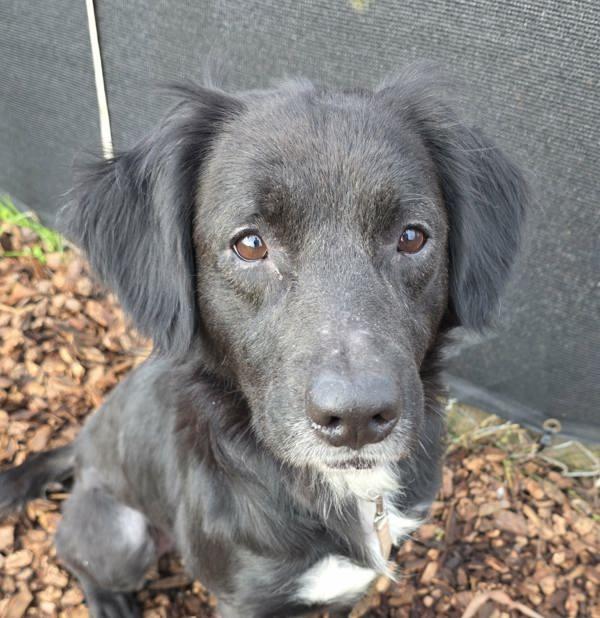 Enlarge Bagel, a Adoptable mixed breed in Vancouver, WA image 4/6