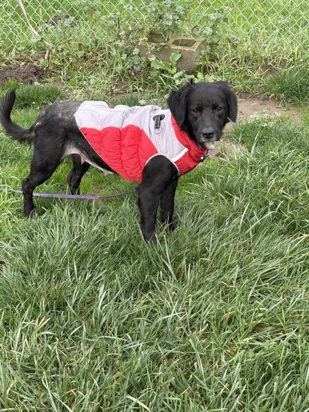 Enlarge Bagel, a Adoptable mixed breed in Vancouver, WA image 6/6
