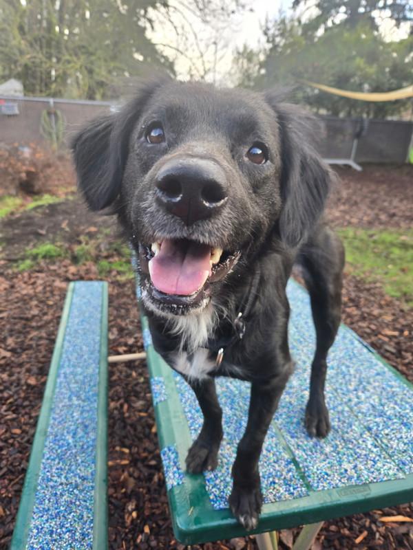 Enlarge Bagel, a Adoptable mixed breed in Vancouver, WA image 5/6