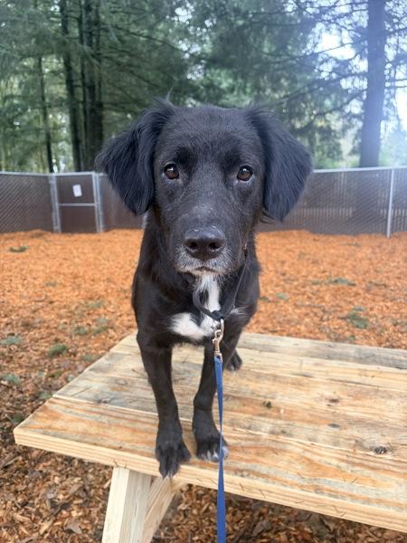 Enlarge Bagel, a Adoptable mixed breed in Vancouver, WA image 6/6