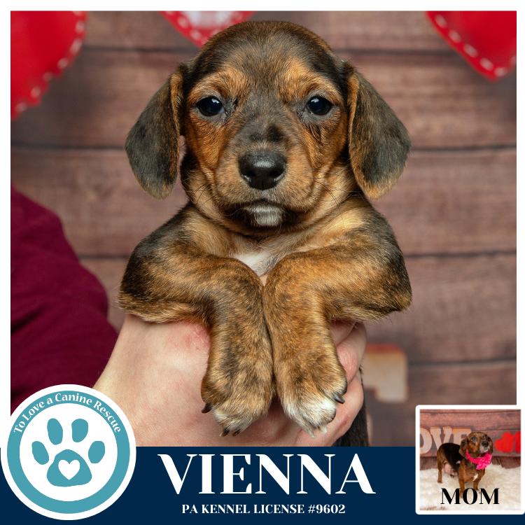 Vienna thumbnail 2