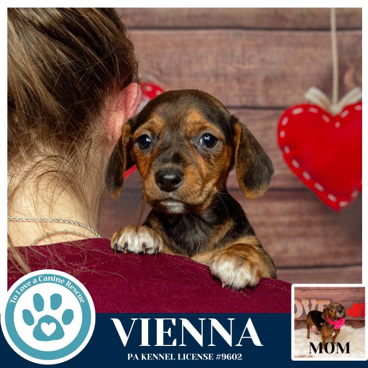 Vienna thumbnail 4
