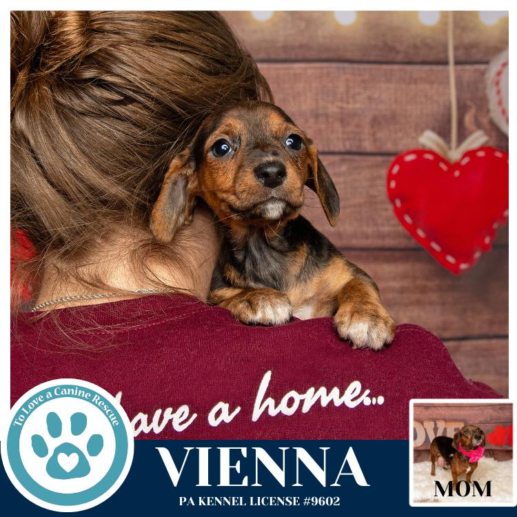 Vienna thumbnail 5
