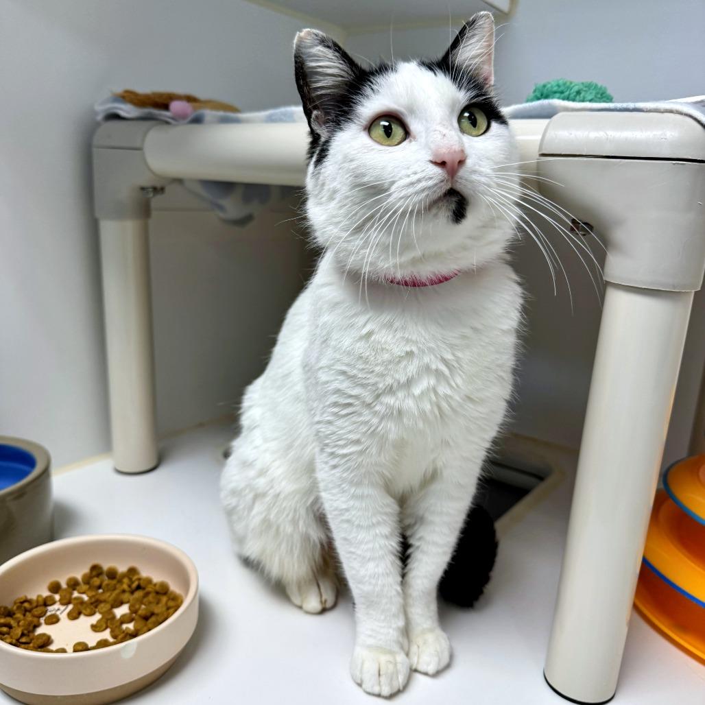 Dice — thumbnail 3