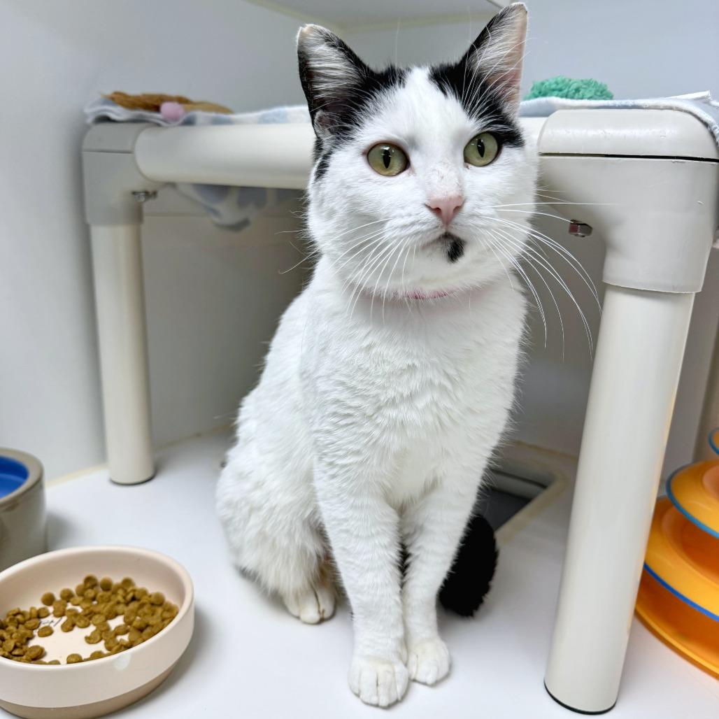 Dice — thumbnail 4