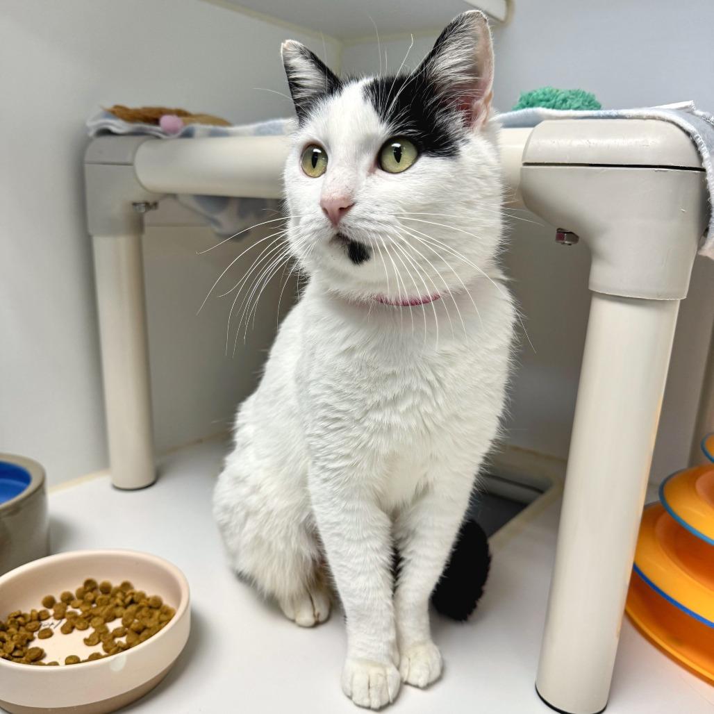 Dice — thumbnail 5