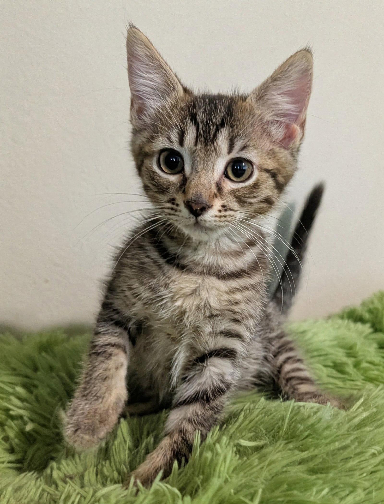 Enlarge Marlon 7.23.26, a Adoptable Domestic Short Hair in Apopka, FL image 1/2