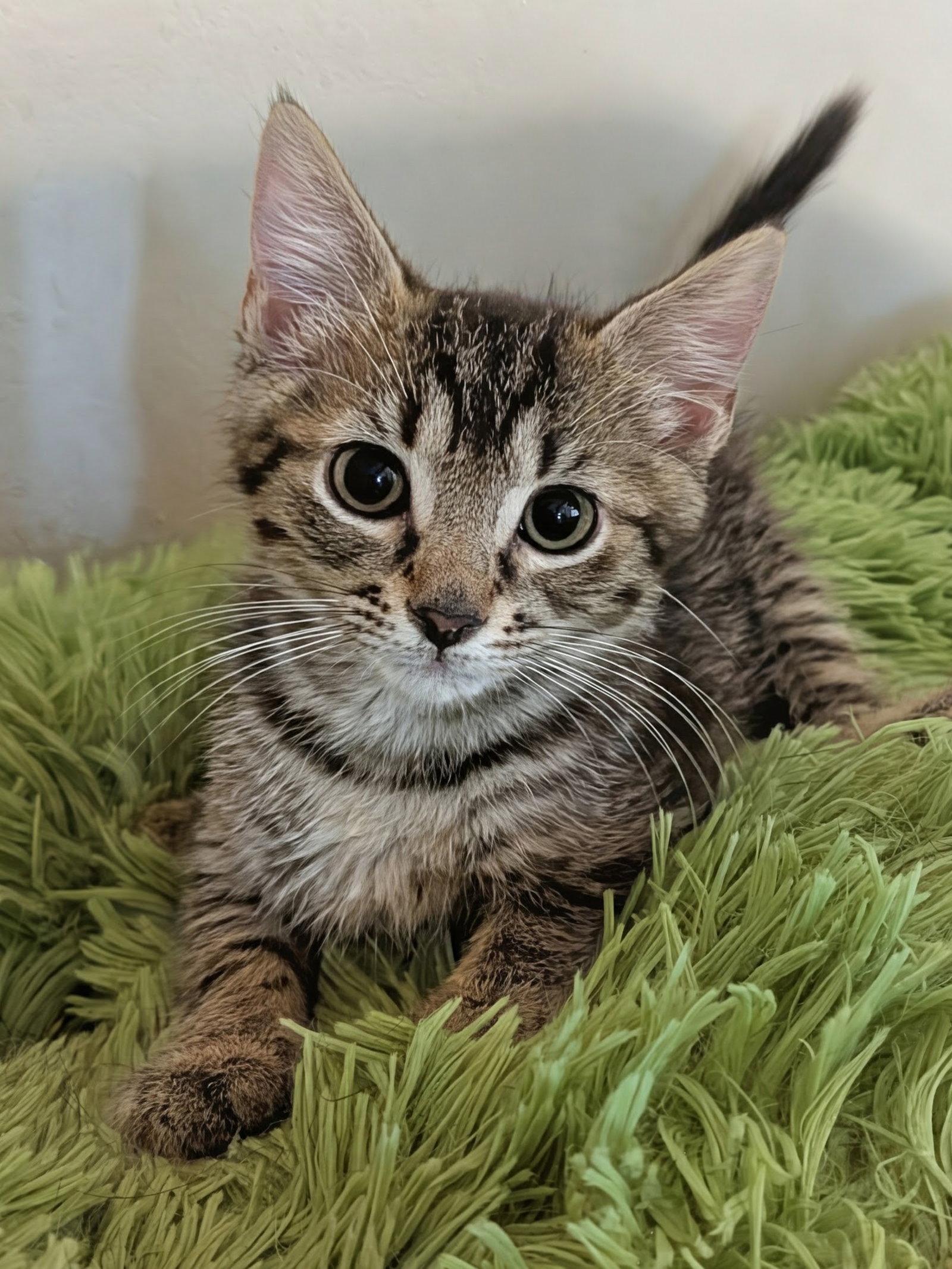 Enlarge Marlon 7.23.26, a Adoptable Domestic Short Hair in Apopka, FL image 2/2