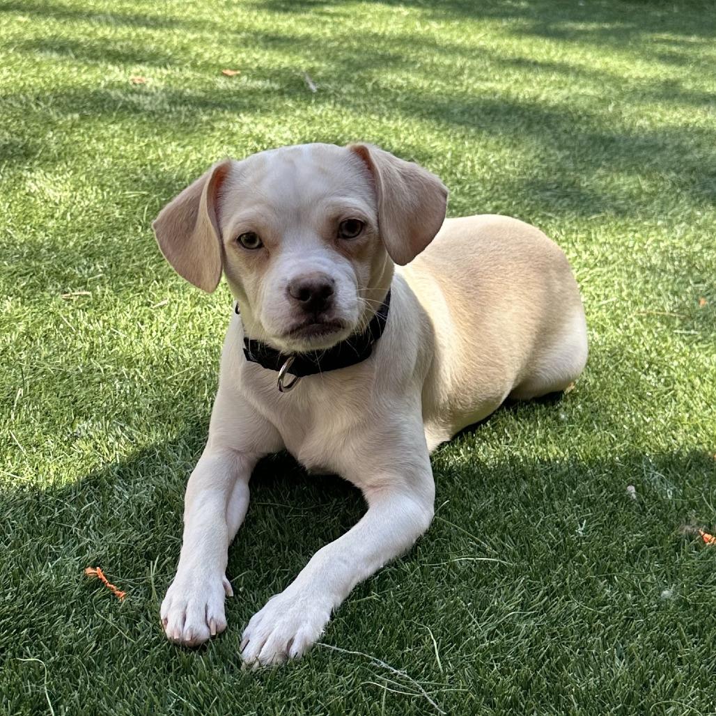 Snowstorm, Adoptable, Young Male Mixed Breed.