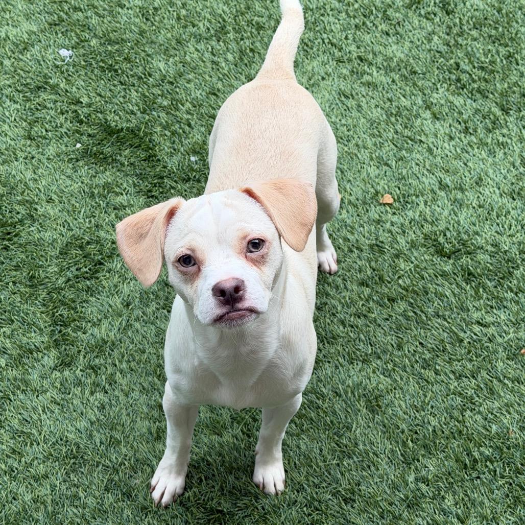 Enlarge Snowstorm, a Adoptable Mixed Breed in Naperville, IL image 2/2