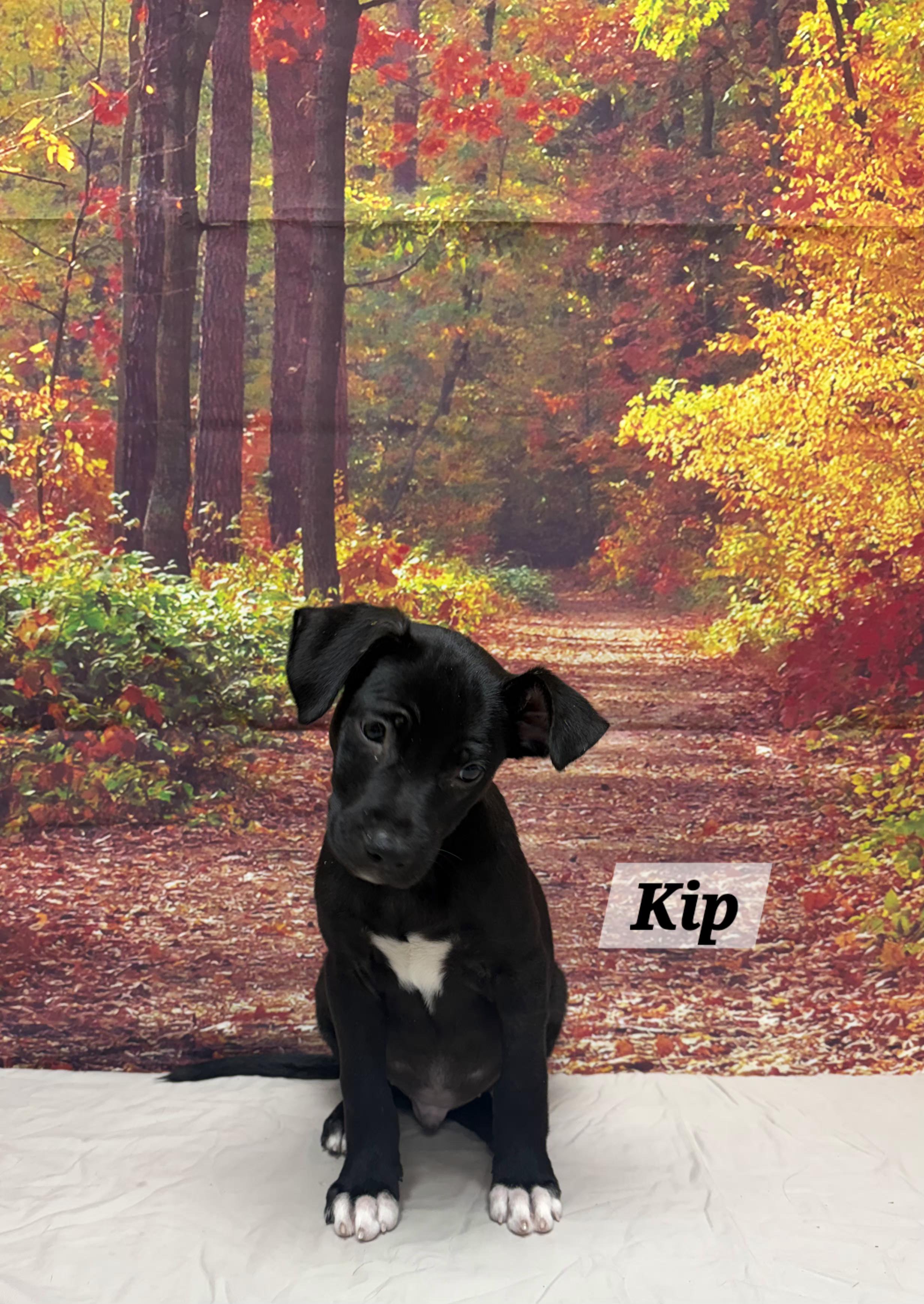 Enlarge Kip, a Adoptable mixed breed in Urbana, OH image 1/1