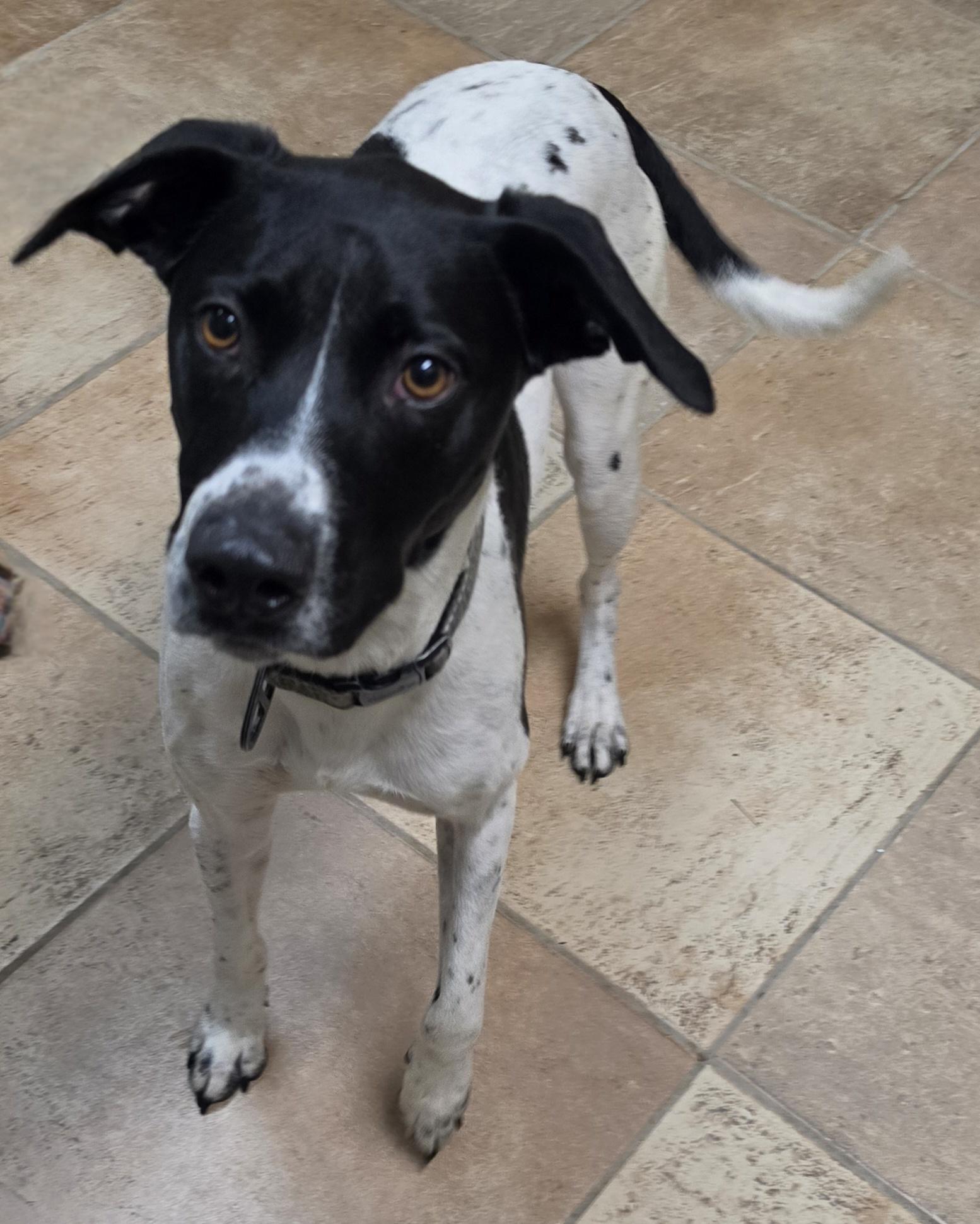 Enlarge Chevy, a ADOPTABLE mixed breed in Brainerd, MN image 1/1