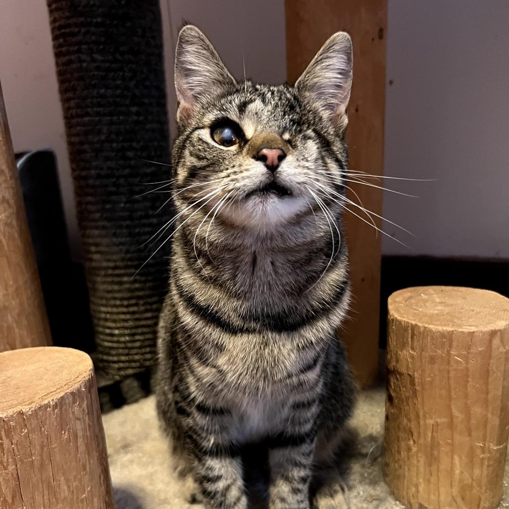 Boom Boom, Adoptable, Young Female Domestic Short Hair.