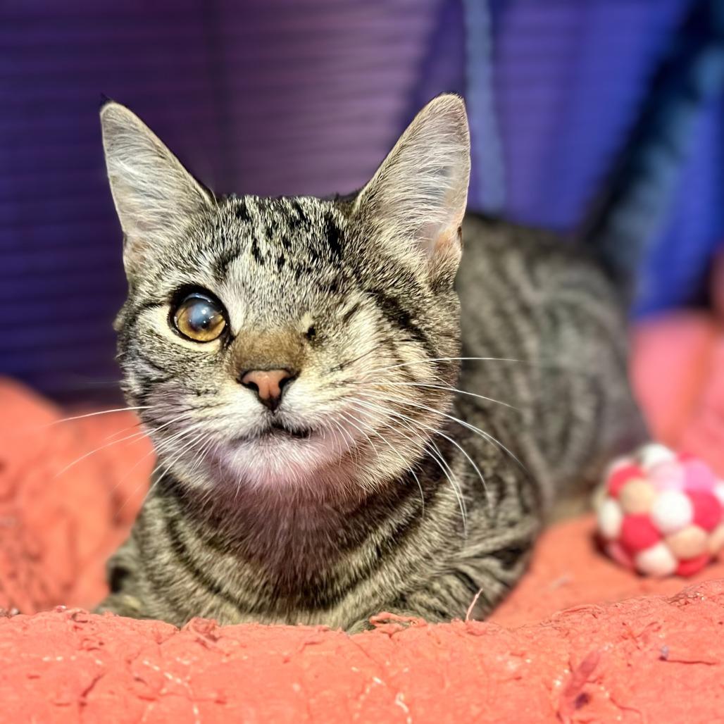 Boom Boom, Adoptable, Young Female Domestic Short Hair.