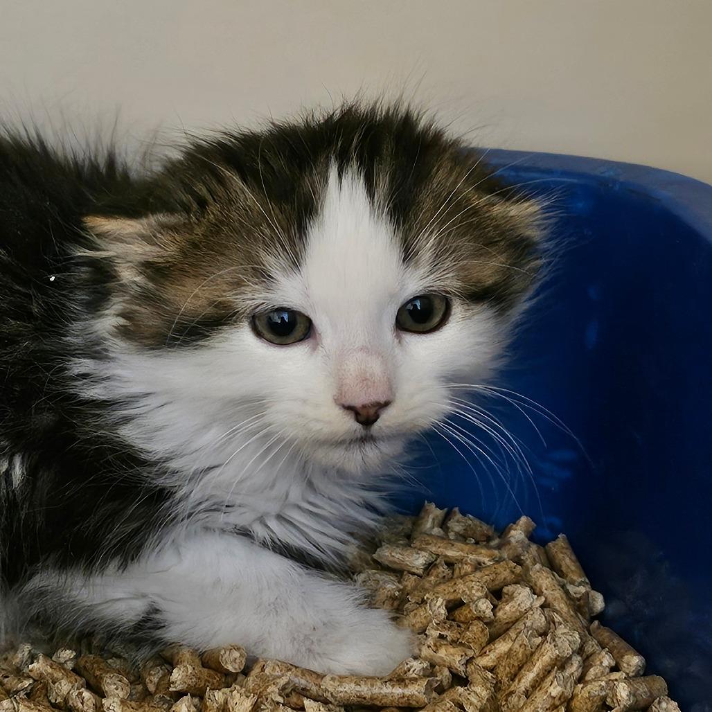 Enlarge Goose, a Adoptable Domestic Long Hair in Concord, NH image 1/1