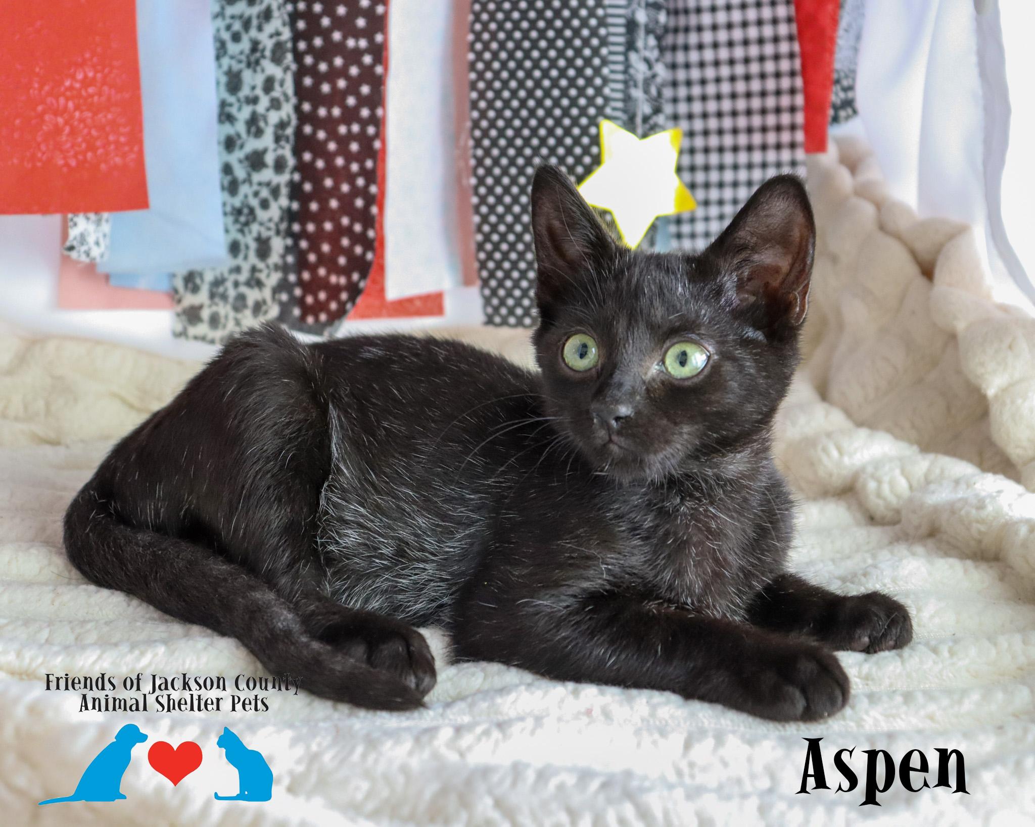 Enlarge Aspen, a Adoptable Domestic Short Hair in Hagerstown, MD image 3/4