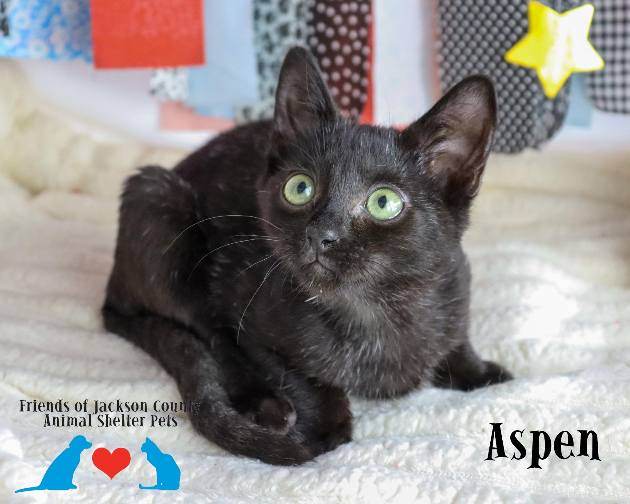 Enlarge Aspen, a Adoptable Domestic Short Hair in Hagerstown, MD image 4/4