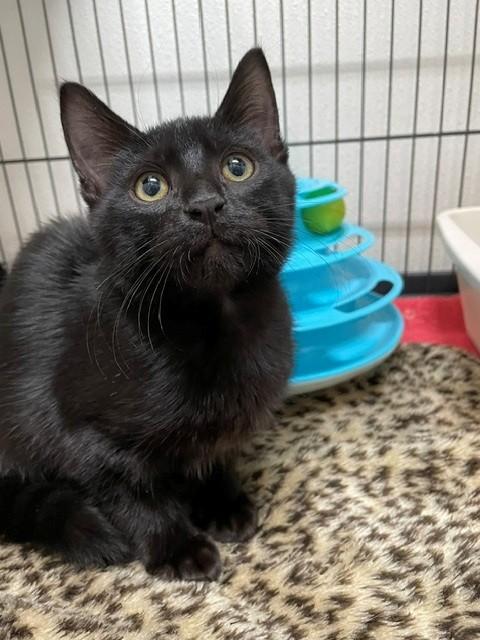 Enlarge Noir-Available for foster-to-adopt, a Adopted Domestic Short Hair in Hayward, WI image 1/1