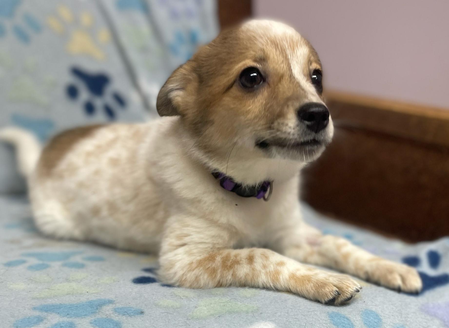 Ginger Spice, Adoptable, Puppy Female Cattle Dog.