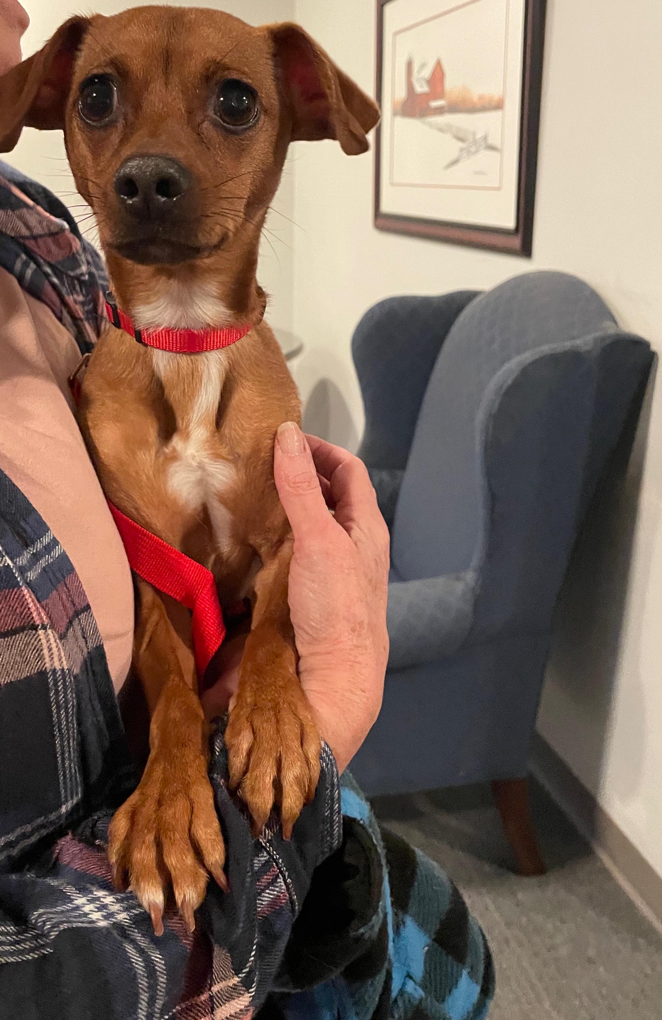 Prancer, a ADOPTABLE mixed breed in East Lansing, MI image 1/6