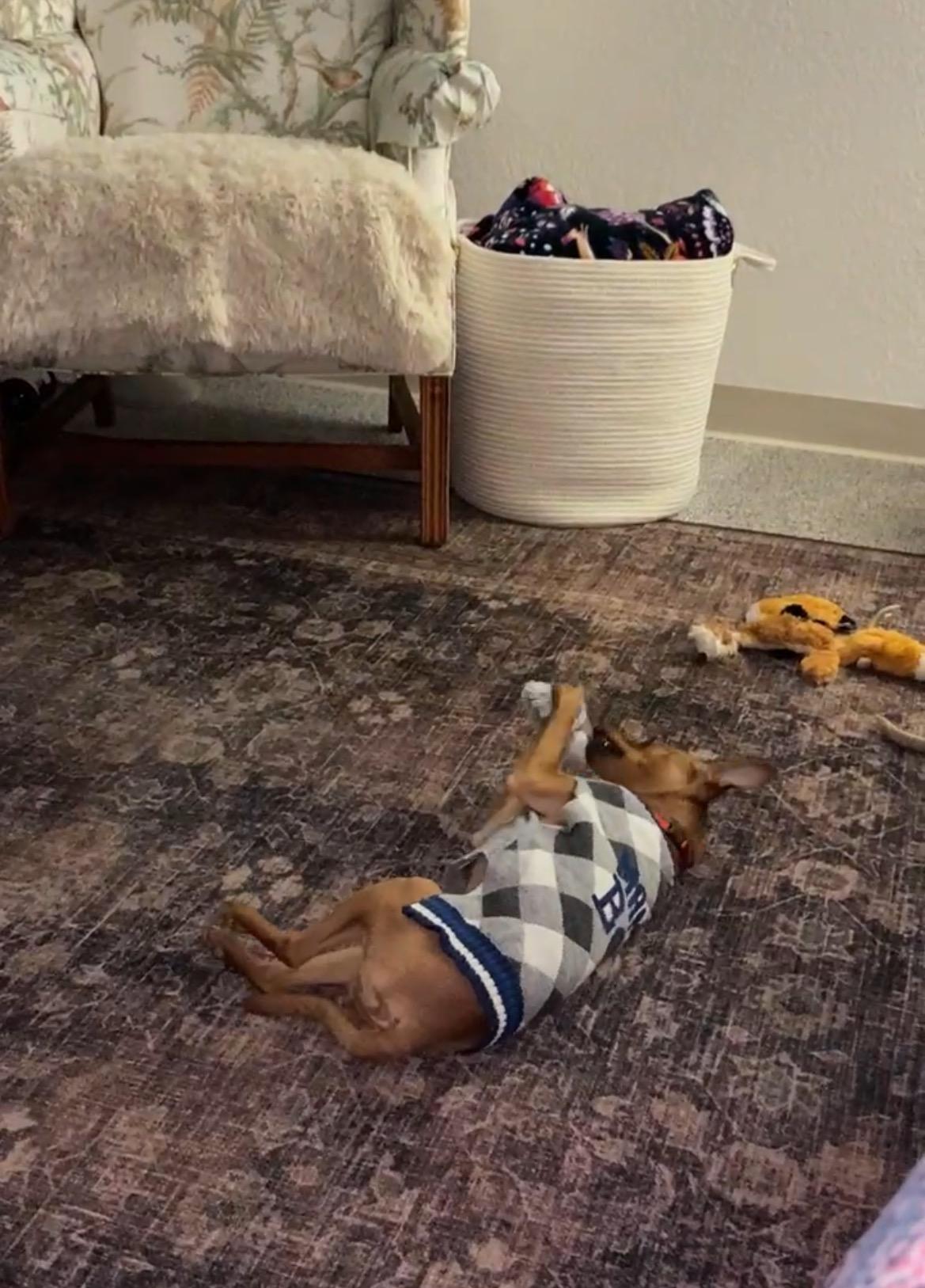 Prancer, a ADOPTABLE mixed breed in East Lansing, MI image 3/6