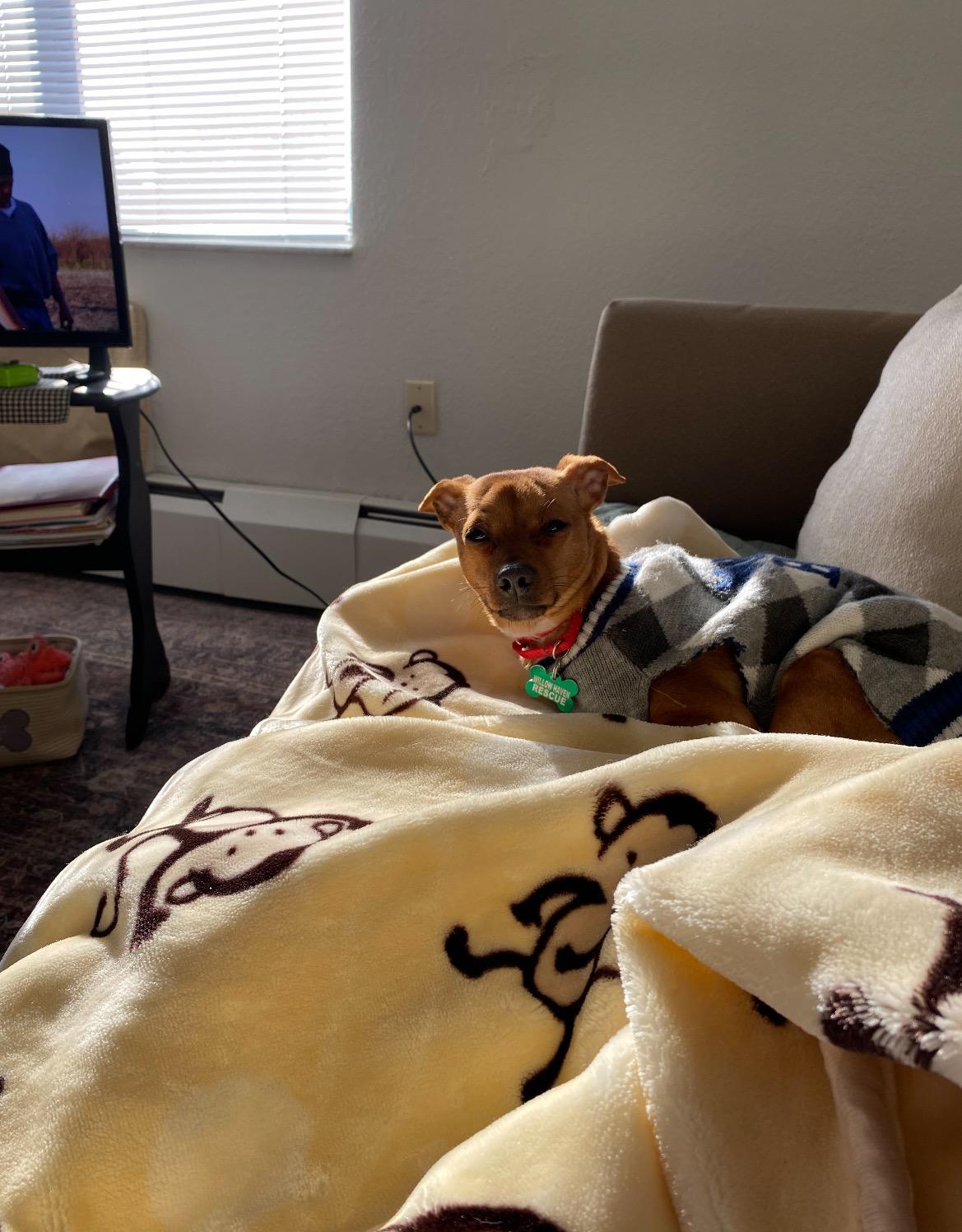 Prancer, a ADOPTABLE mixed breed in East Lansing, MI image 4/6