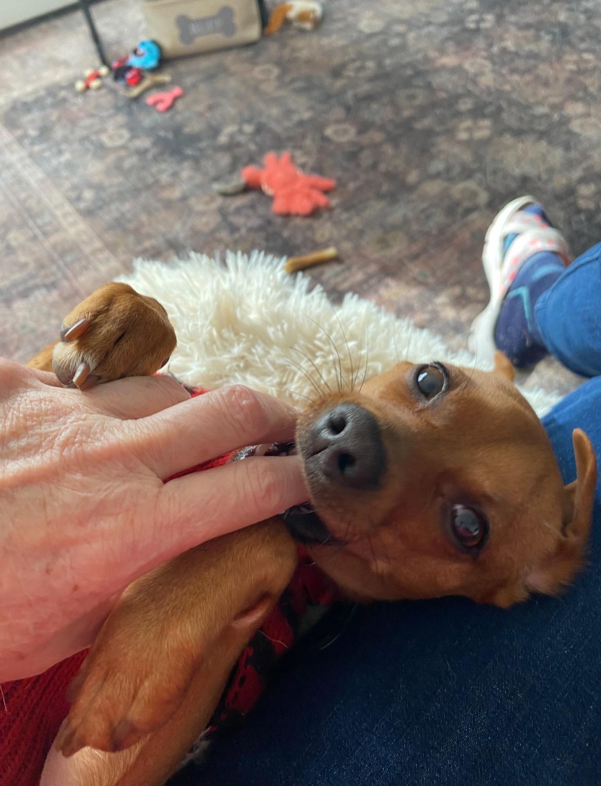 Prancer, a ADOPTABLE mixed breed in East Lansing, MI image 2/6