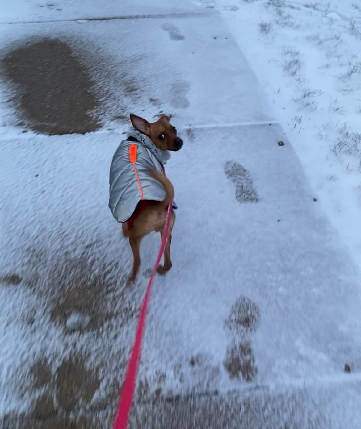 Prancer, a ADOPTABLE mixed breed in East Lansing, MI image 6/6