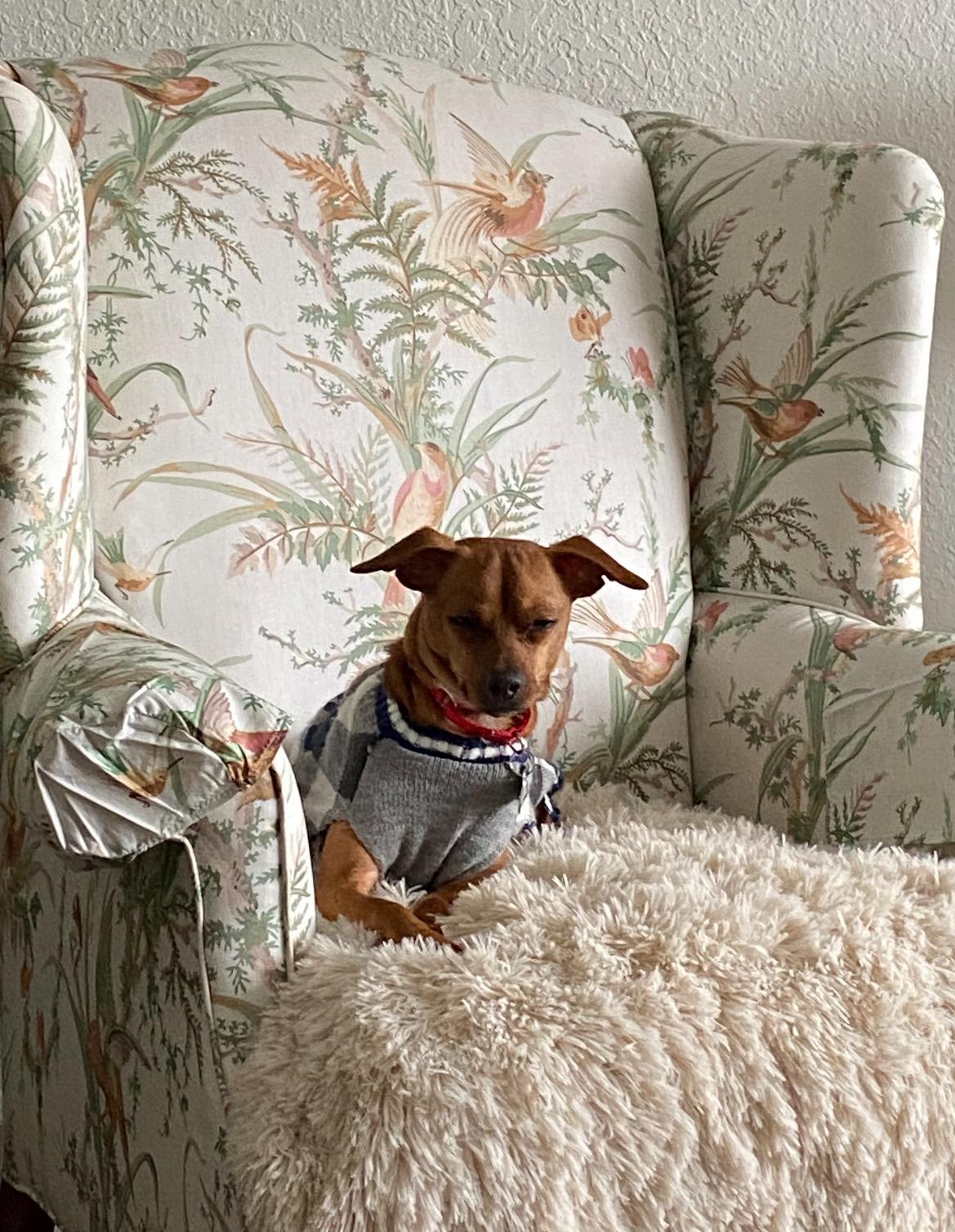 Prancer, a ADOPTABLE mixed breed in East Lansing, MI image 5/6