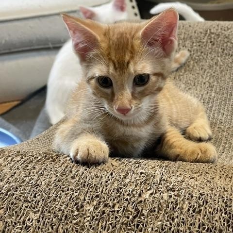 Nicki, Angellica & Monty - KITTENS, a ADOPTABLE Domestic Short Hair in Braintree, MA image 6/6